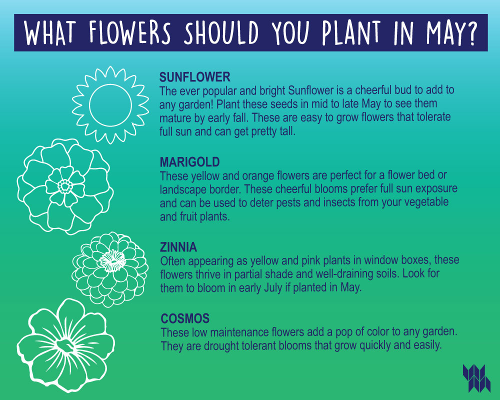 WM_May-Flower-Infographic_5.1.20